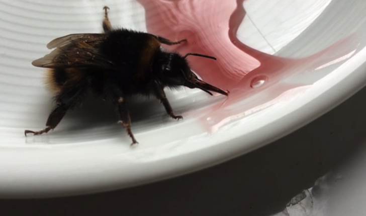 “Found this tired bee, gave him a drink of sugary sauce, and he sucked it all up and flew away.”
