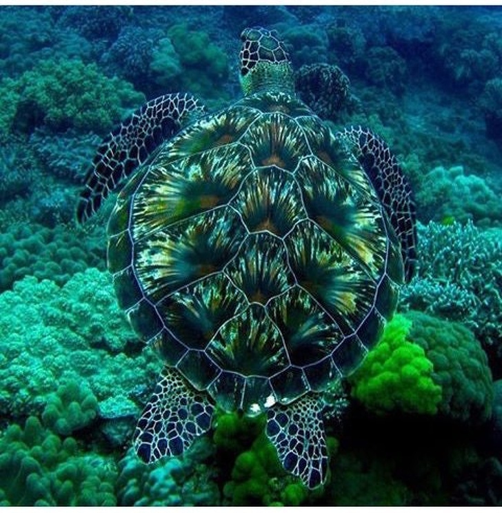 camouflage sea animals