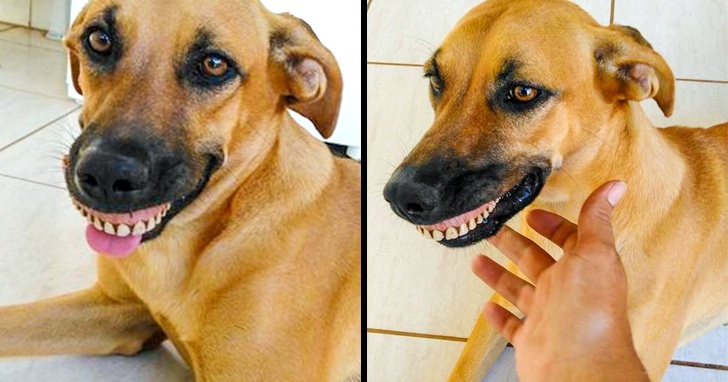 A dog accidentally found some dentures and wore them as its own teeth. The owner couldn’t stop laughing.