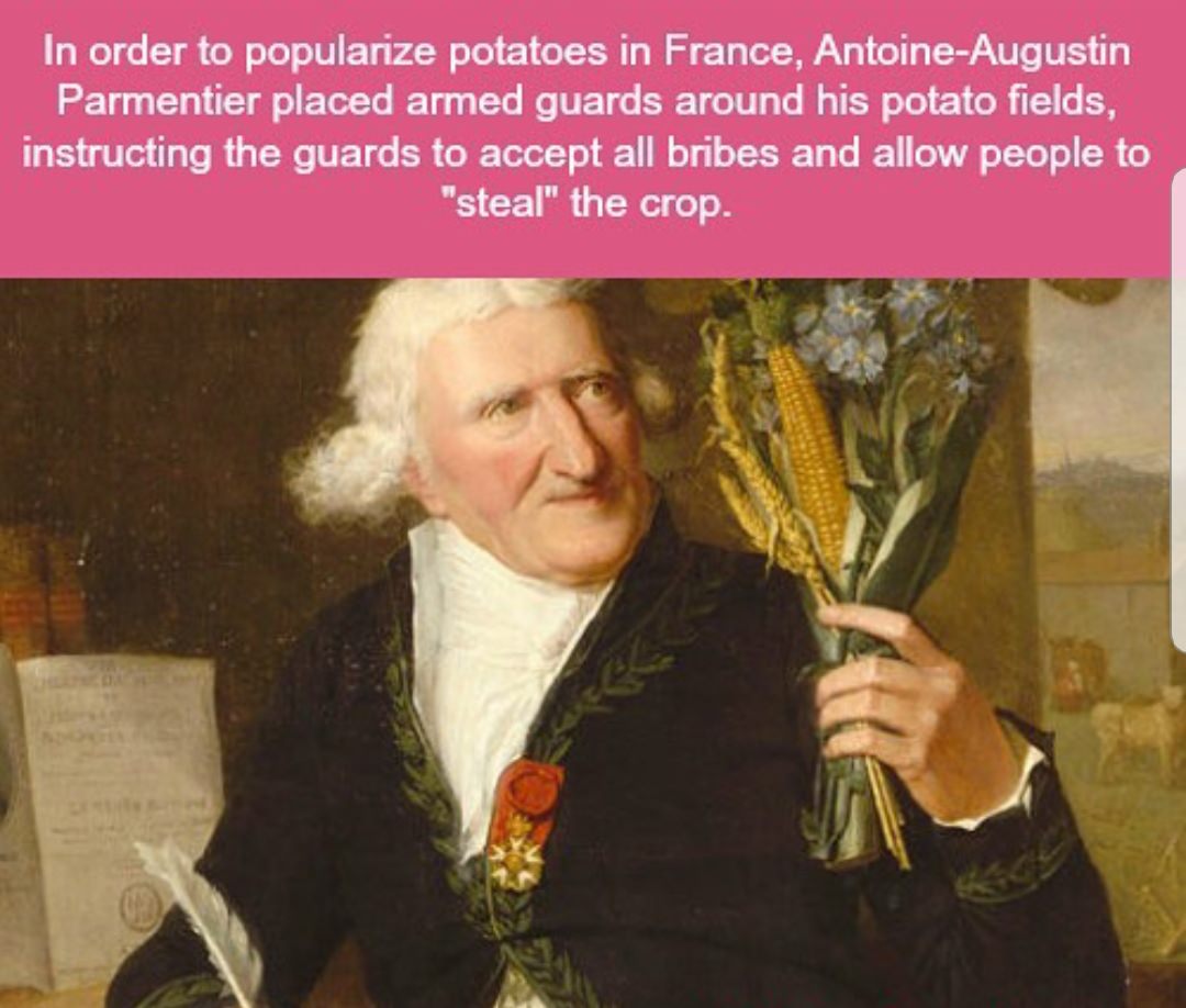 antoine augustin parmentier - In order to popularize potatoes in France, AntoineAugustin Parmentier placed armed guards around his potato fields, instructing the guards to accept all bribes and allow people to "steal" the crop.