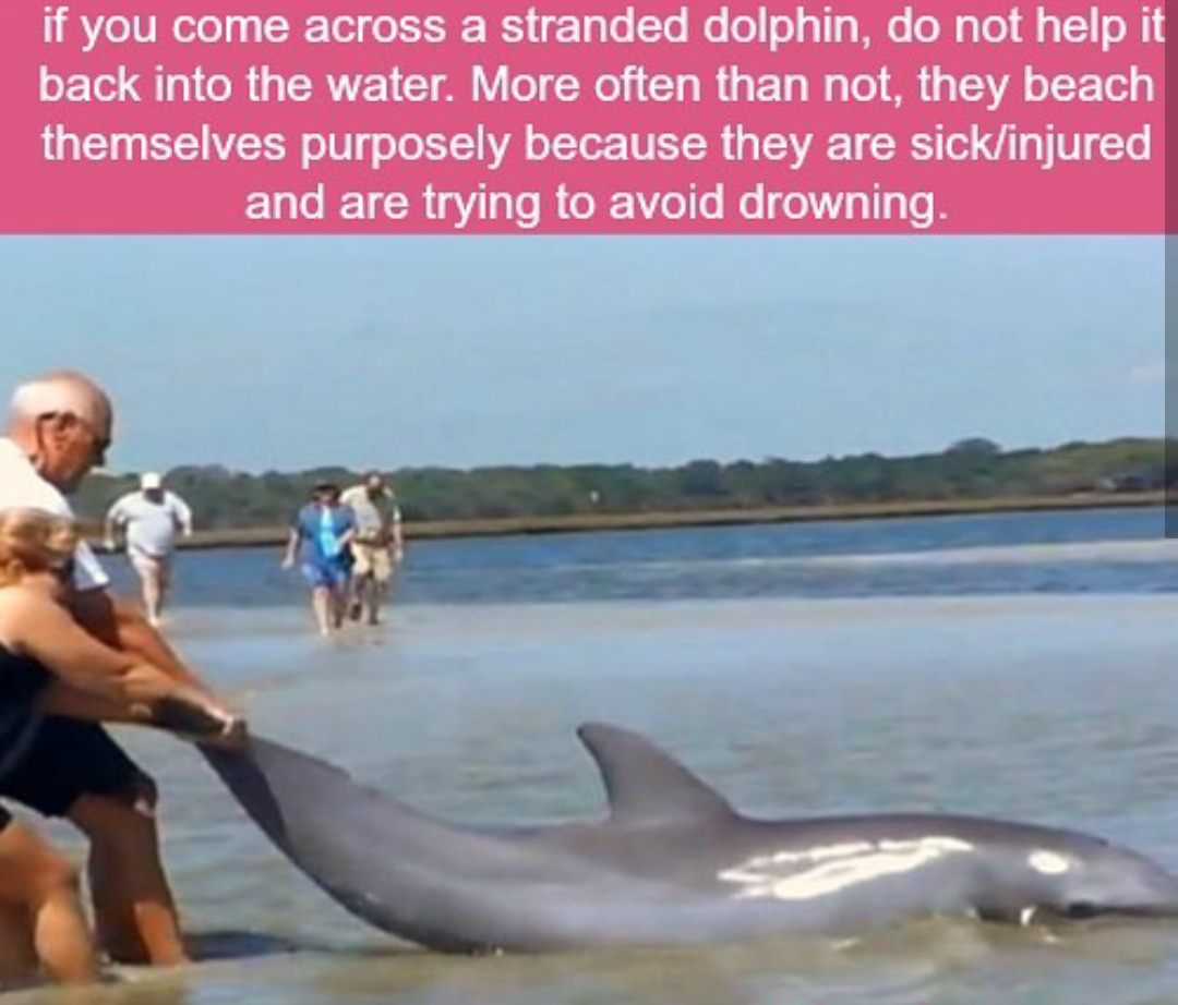 dolphin rescues - if you come across a stranded dolphin, do not help it back into the water. More often than not, they beach themselves purposely because they are sickinjured and are trying to avoid drowning.