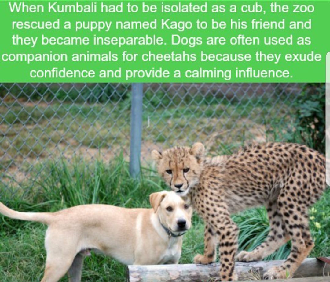 cheetah cub and puppy develop unlikely - When Kumbali had to be isolated as a cub, the zoo rescued a puppy named Kago to be his friend and they became inseparable. Dogs are often used as companion animals for cheetahs because they exude confidence and pro