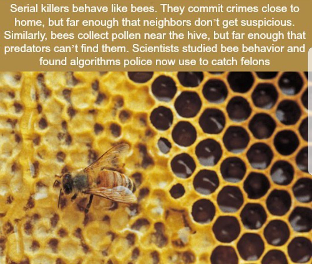 honey bee house - Serial killers behave bees. They commit crimes close to home, but far enough that neighbors don't get suspicious. Similarly, bees collect pollen near the hive, but far enough that predators can't find them. Scientists studied bee behavio