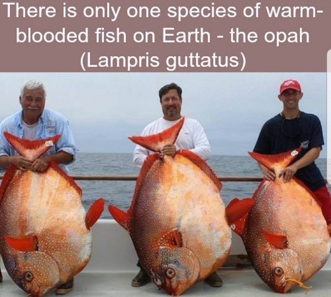opah fish - There is only one species of warm blooded fish on Earth the opah Lampris guttatus