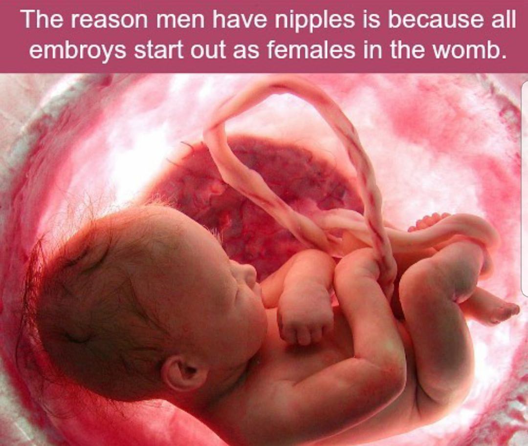 mothers womb - The reason men have nipples is because all embroys start out as females in the womb.