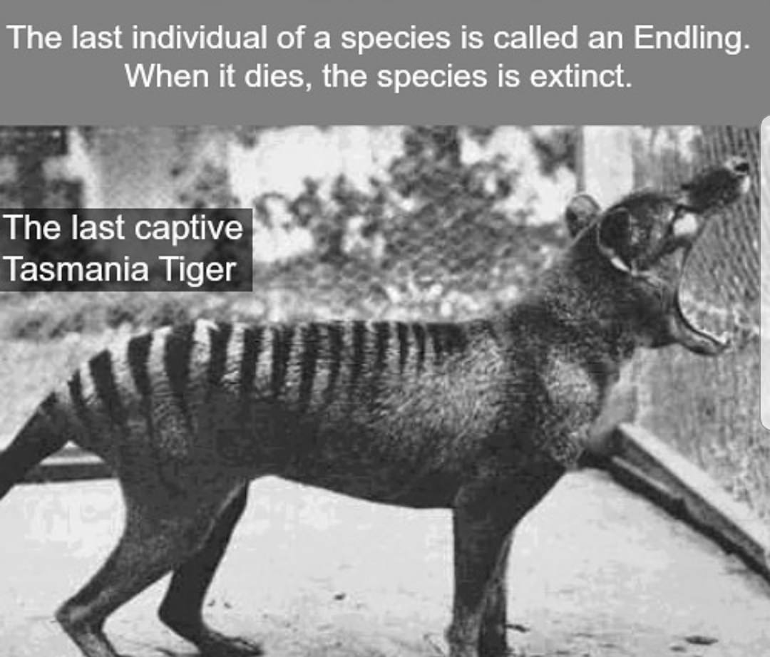 tasmanian tiger 2017 - The last individual of a species is called an Endling. When it dies, the species is extinct. The last captive Tasmania Tiger