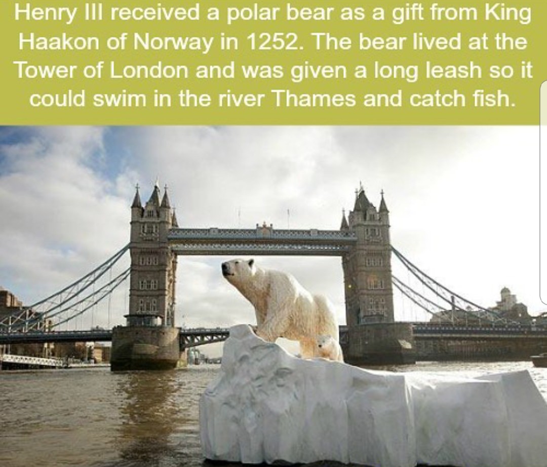 tower bridge - Henry Iii received a polar bear as a gift from King Haakon of Norway in 1252. The bear lived at the Tower of London and was given a long leash so it could swim in the river Thames and catch fish. 10