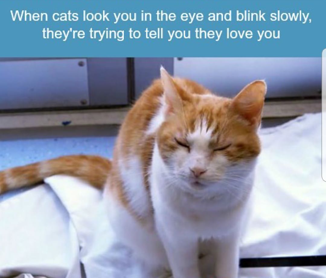 cats close their eyes when they trust you meme - When cats look you in the eye and blink slowly, they're trying to tell you they love you