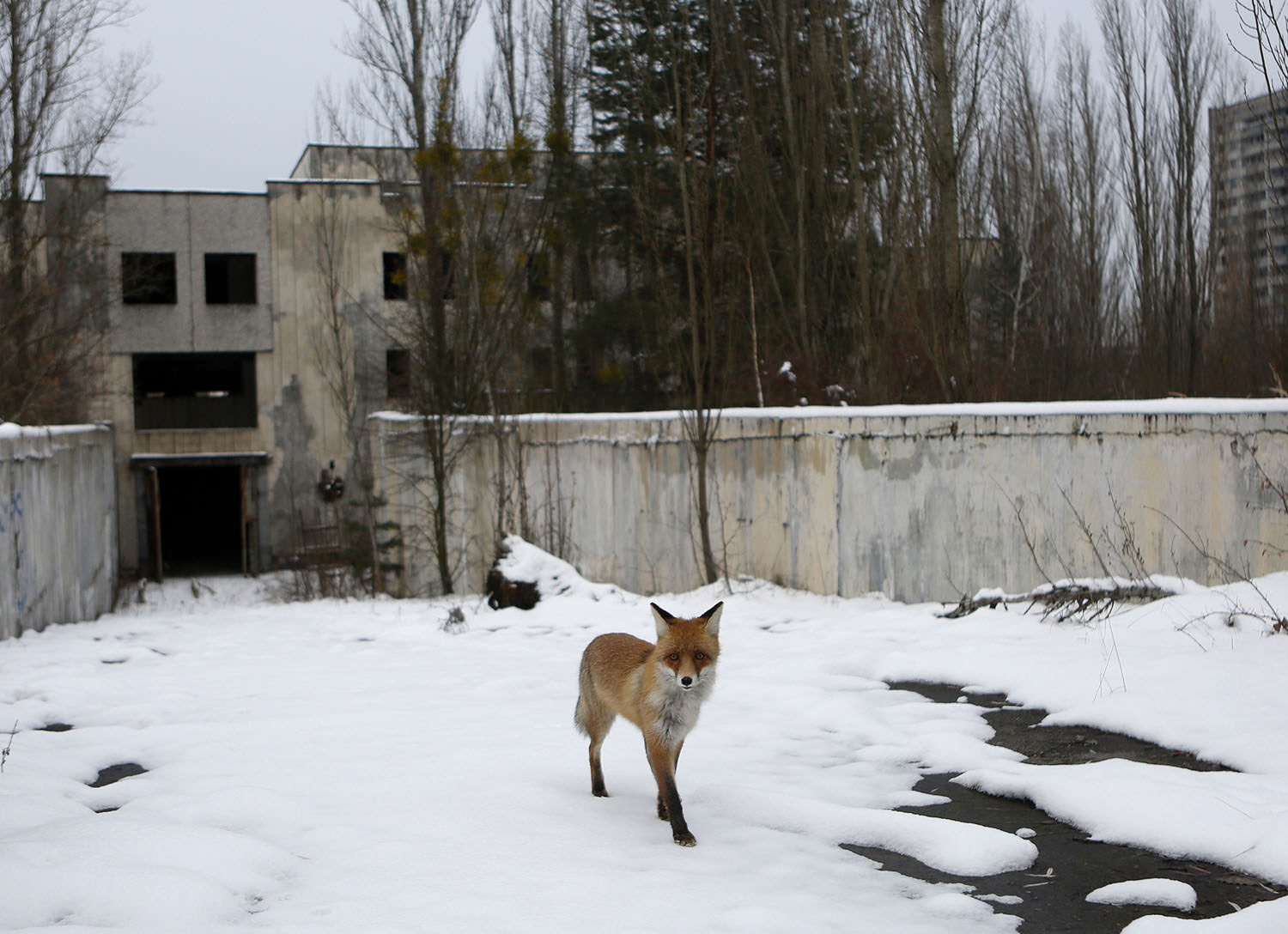 chernobyl fox roams free