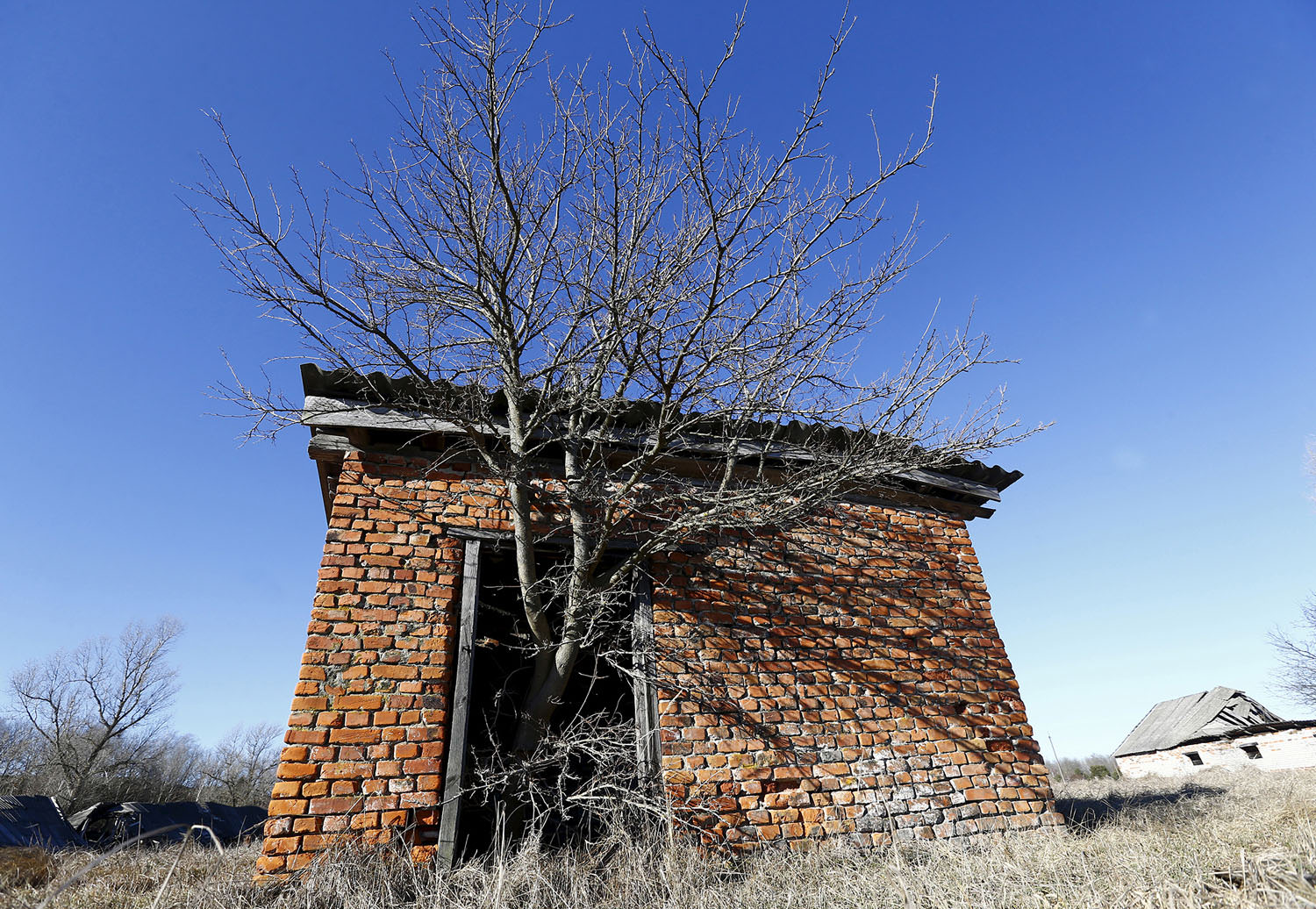 chernobyl tree growing out of barn