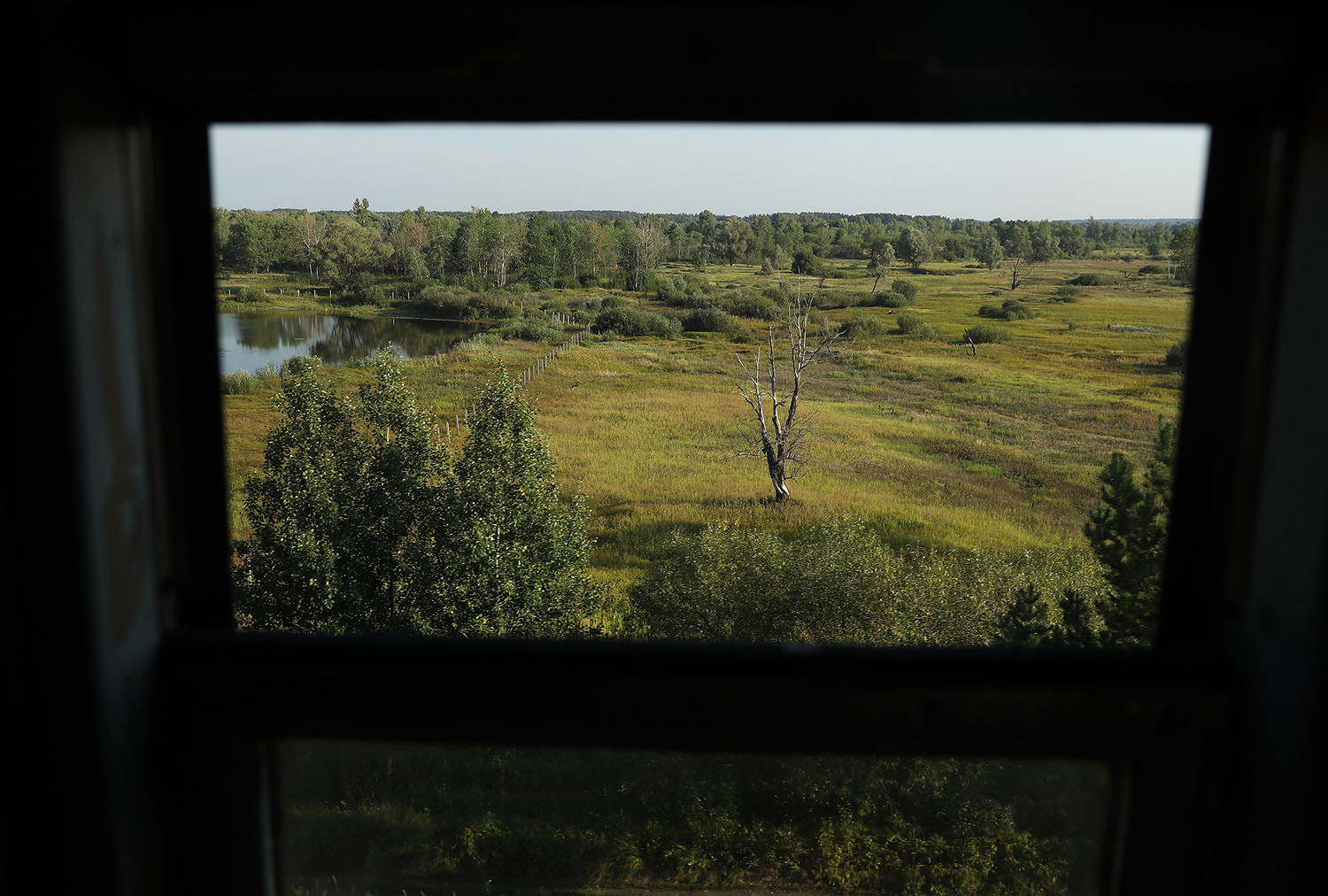 tree in the marshland outside the train leaving Chernobyl