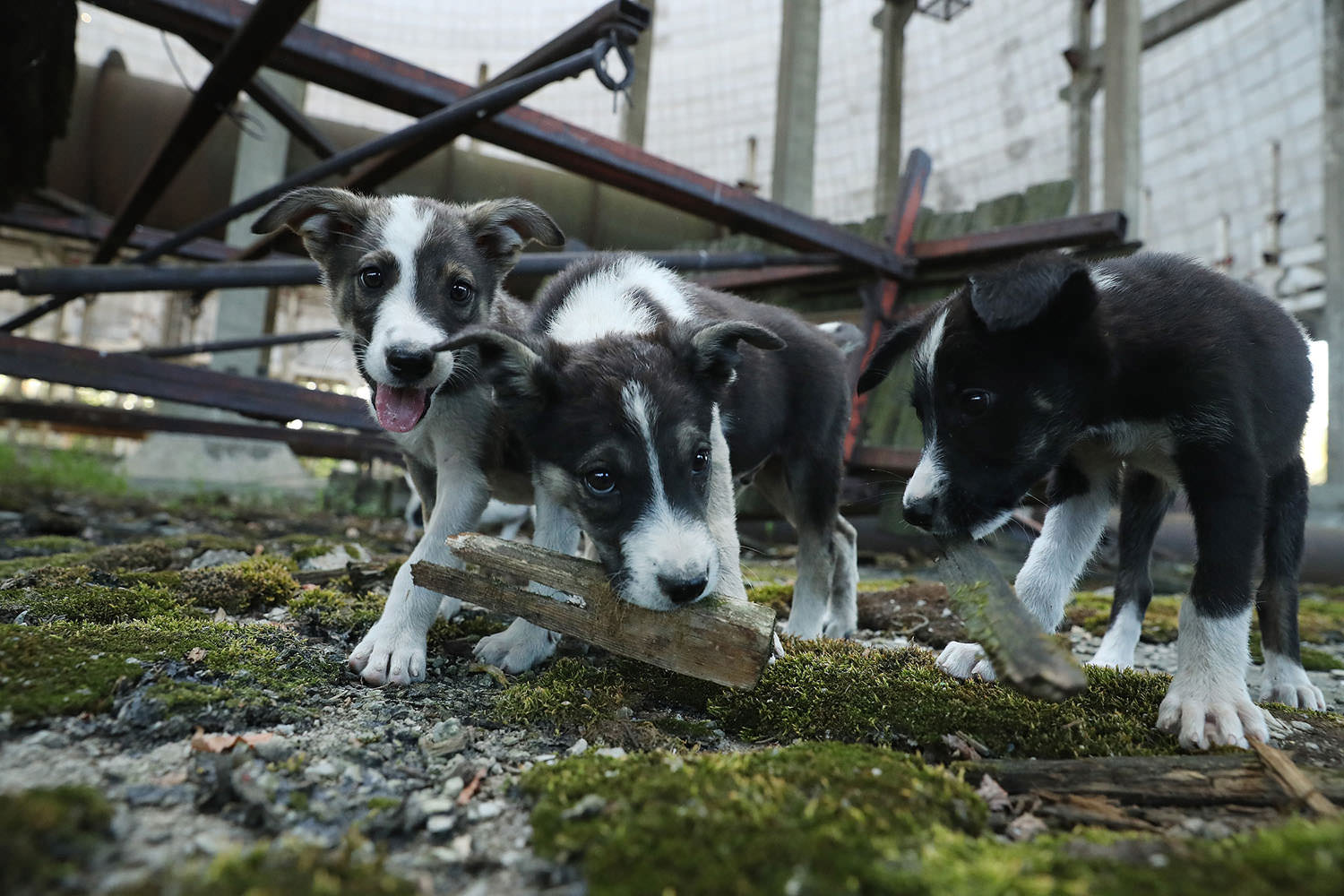 chernobyl puppies and dogs