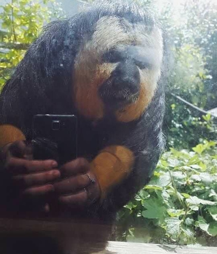 Not only people take selfies...