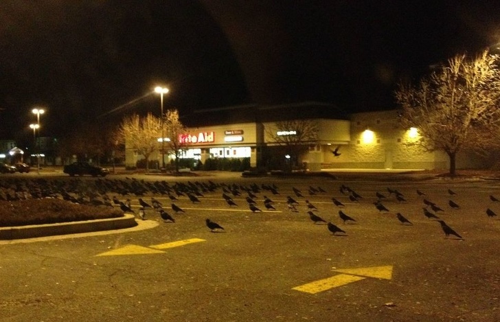 “Mom sent me to the store last night. This is what I found upon arriving — a flock of crows. I actually couldn’t bring myself to go in.”