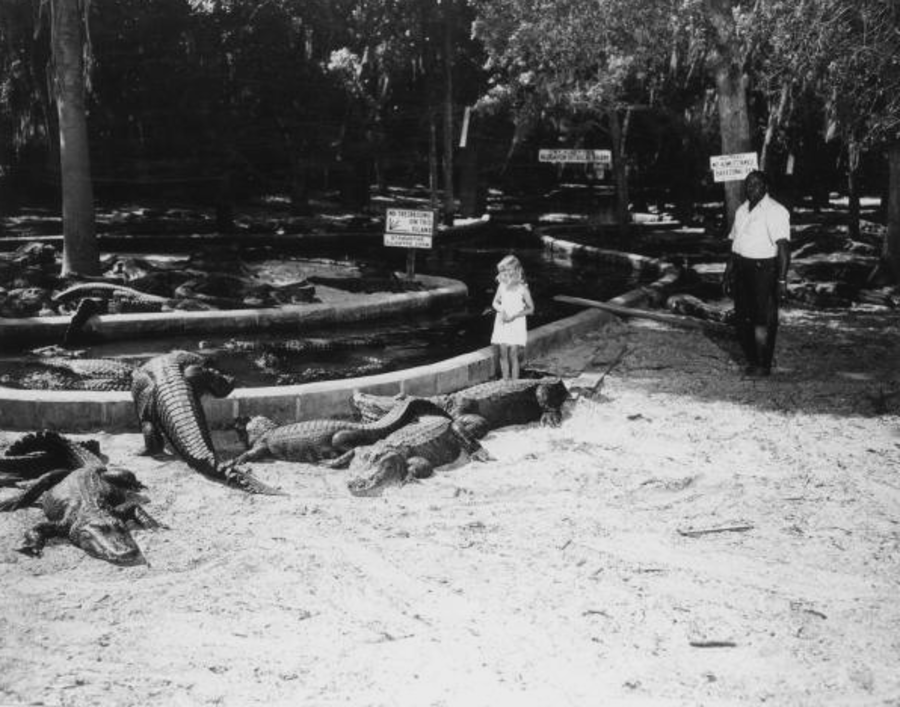 A young girl stands near live Alligators on an Alligator farm in Florida, US in 1948.