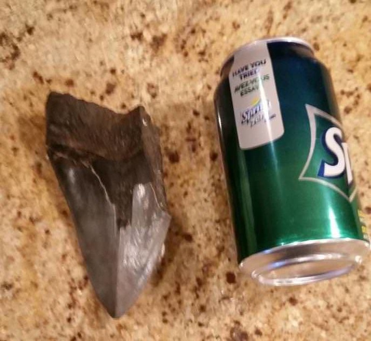 “Found this ‘rock’ at my cottage when I was 6 years old. Found out today it’s the tooth of a prehistoric monster shark.”