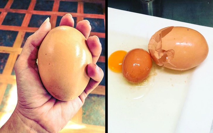 A farmer found this huge egg. Guess what was inside of it...