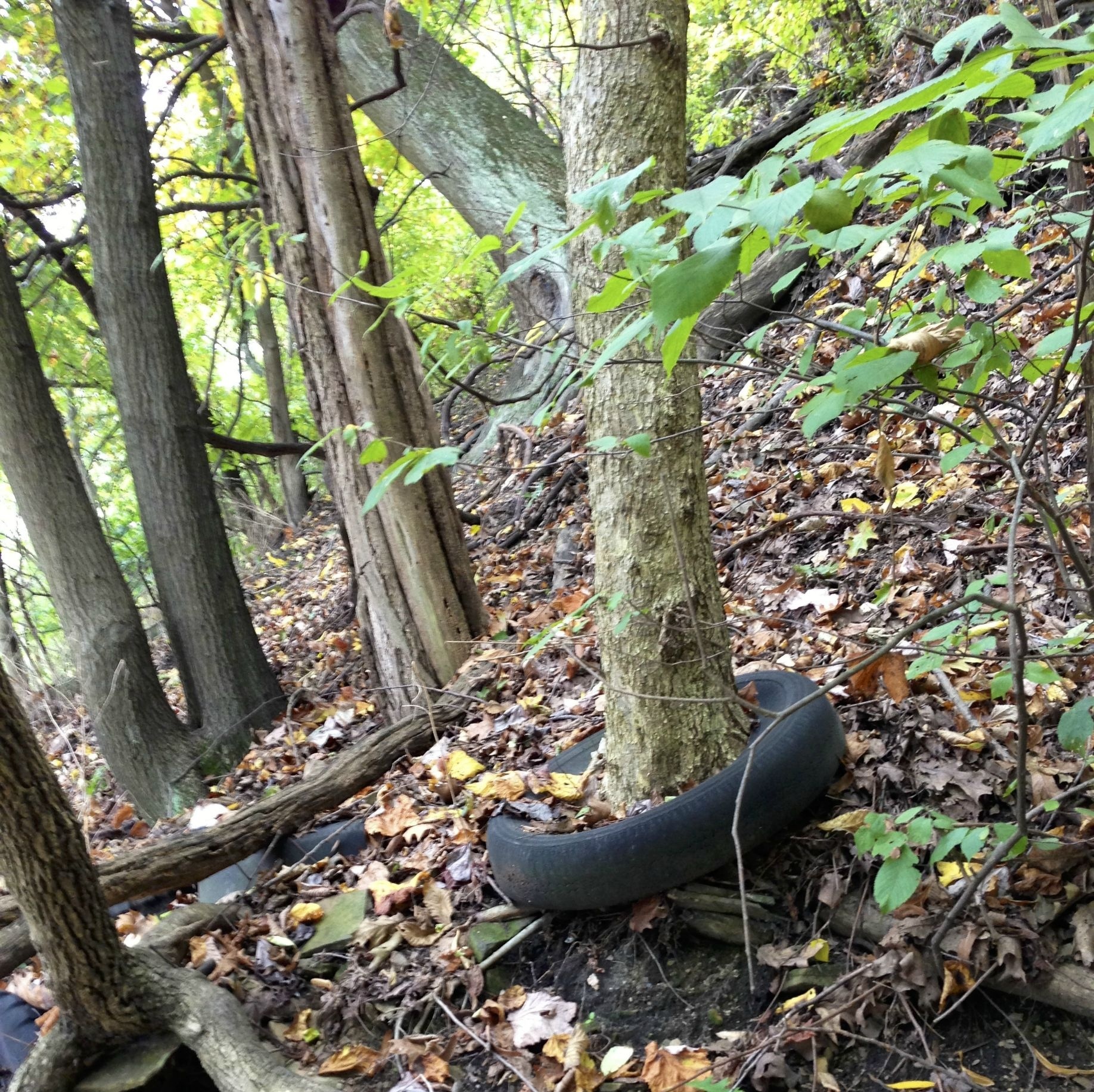 “I found a tree that grew through a tire.”