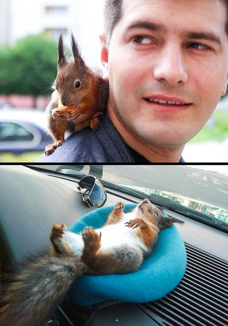 A soldier found a baby squirrel who was close to death. He took care of it and fed it like a baby every few hours. Very soon they became inseparable. The guy worked as a taxi driver and the squirrel would always go to work with him.