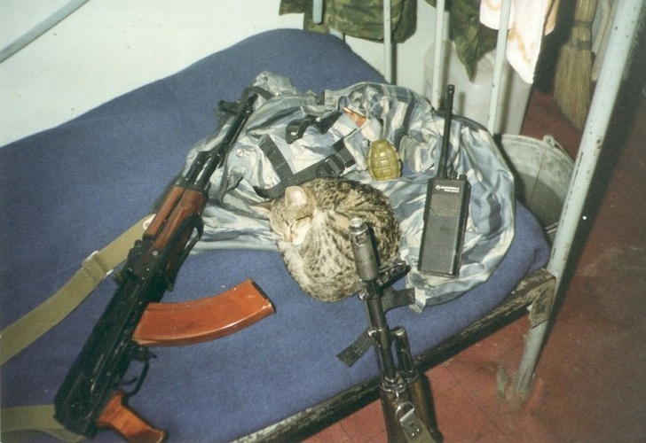 Cat Nohcha, the pet of Russian Special Police Force of Kaliningrad, resting, 1994, Gudermes, Chechnya