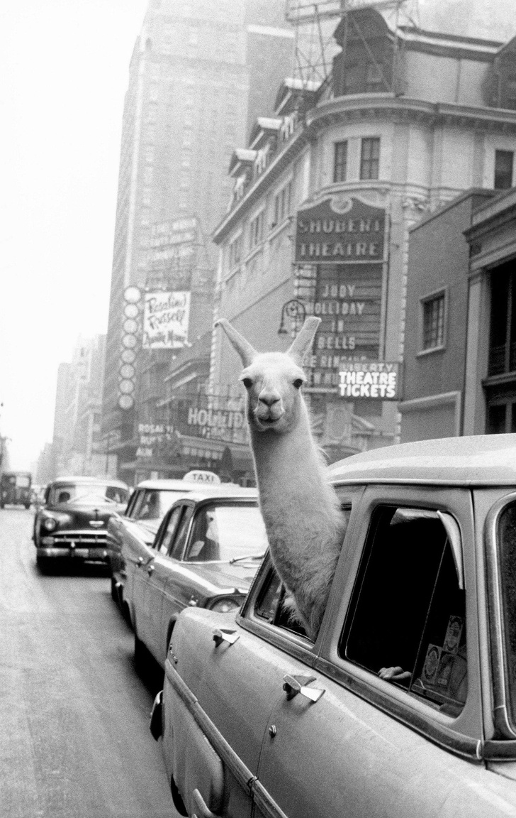 A lama in a taxi, New York, 1957