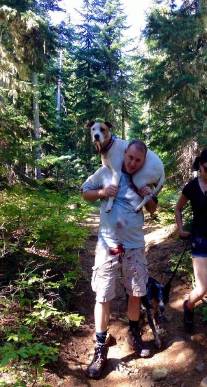 While Hiking This Dog Sliced An Artery In Her Foot. A Man Happened To Be Passing Right When This Happened And It Truly Was Fate Since The Girl Could Not Carry A 70lb Dog Up The Steep Trail. Dave, Wouldn't Accept Money Or A Gift Card, He Just Wanted A Picture