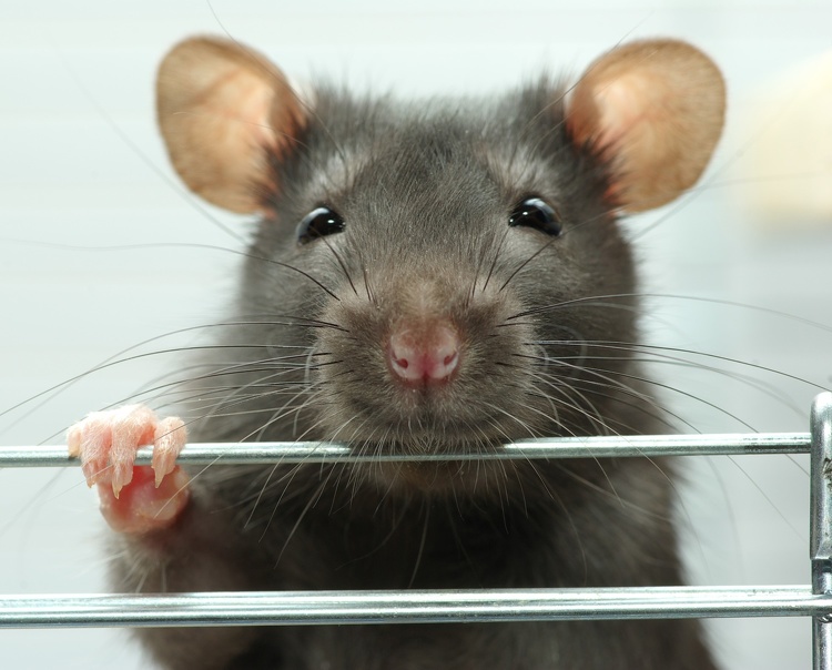 Rats laugh when they’re tickled. Scientists found out that rats are the only other mammals that can laugh while being tickled, just like humans. However, rats only laugh if they’re in a good mood. If they are feeling depressed or frightened, the reaction to tickling is noticeably weaker.