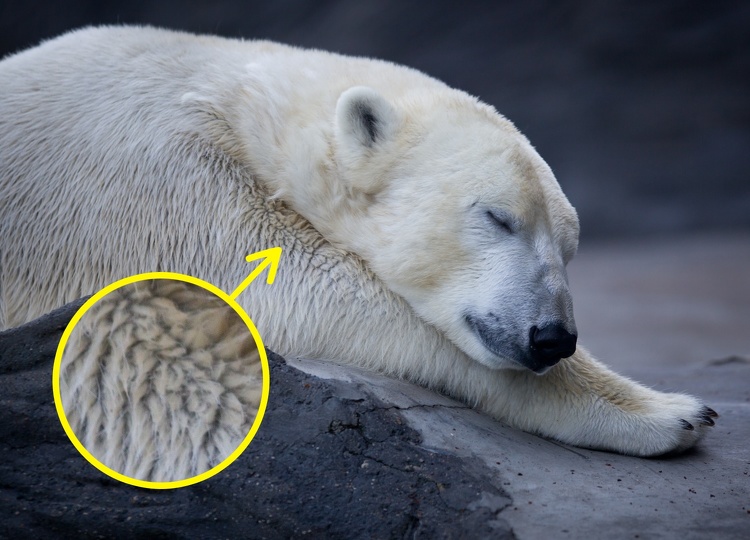 The fur of polar bears is not actually white. In fact, the fur of the polar bear doesn’t have pigment — it’s semi-transparent. And their skin is black which helps them to keep warm because black absorbs sunlight better and speeds up the drying process of the fur after swimming.