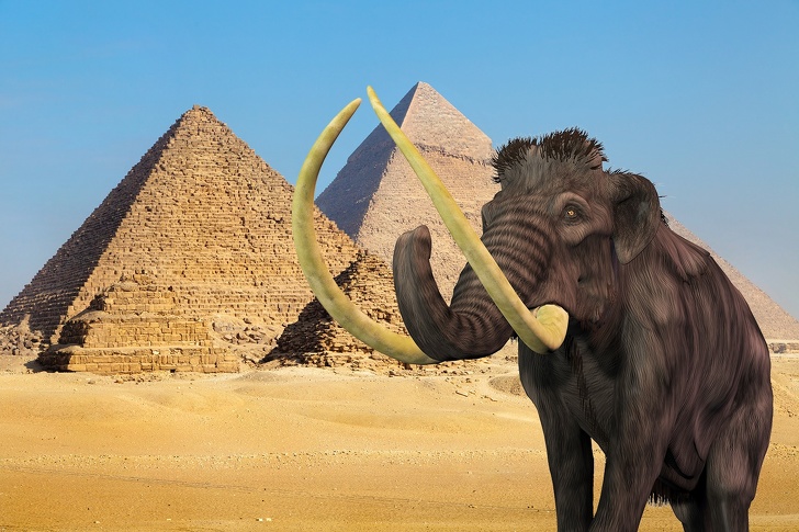 While Pyramids were being built, mammoths were roaming the planet. Though wooly mammoths are thought to have completely died by the end of the Pleistocene epoch, there were still some of them that managed to survive on the far and isolated island of Wrangel. They lived there until about 4000 years ago which is several centuries after the Pyramid of Giza had been built. Scientists believe that this small island drifted apart from the mainland carrying a small group of these giants on it, having saved their population for quite a long period of time.