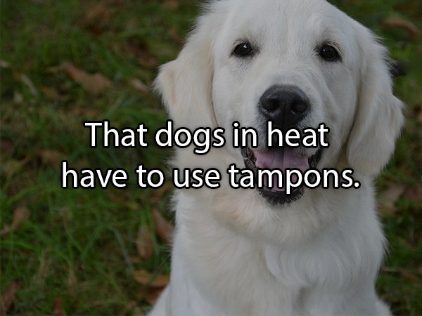 golden retriever - That dogs in heat have to use tampons.