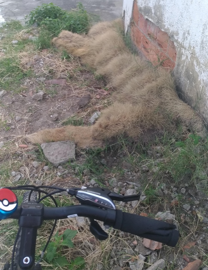 This grass looks like a giant cat.