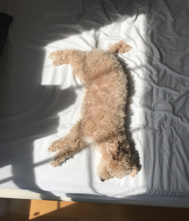 “My dog laid down perfectly in the sunlight.”