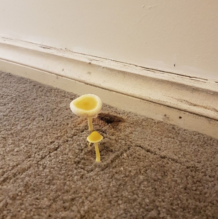 “We have a leak in our house and 2 mushrooms grew behind some furniture.”