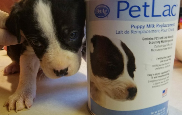 “Our foster puppy looks a lot like the puppy on the puppy formula can.”