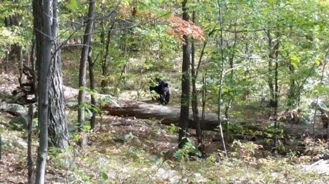 hiker killed by bear