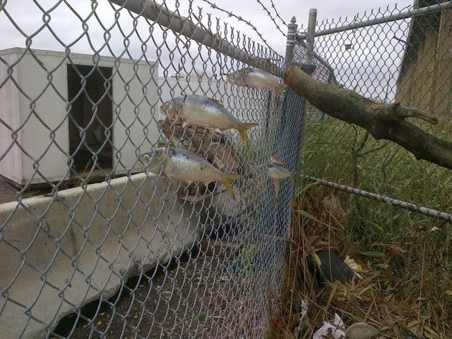 These fish became stuck in a fence during Hurricane Sandy in 2012. It ended up being one of the most destructive and expensive hurricanes in recent memory, with displaced fish being among the least of the damage done.