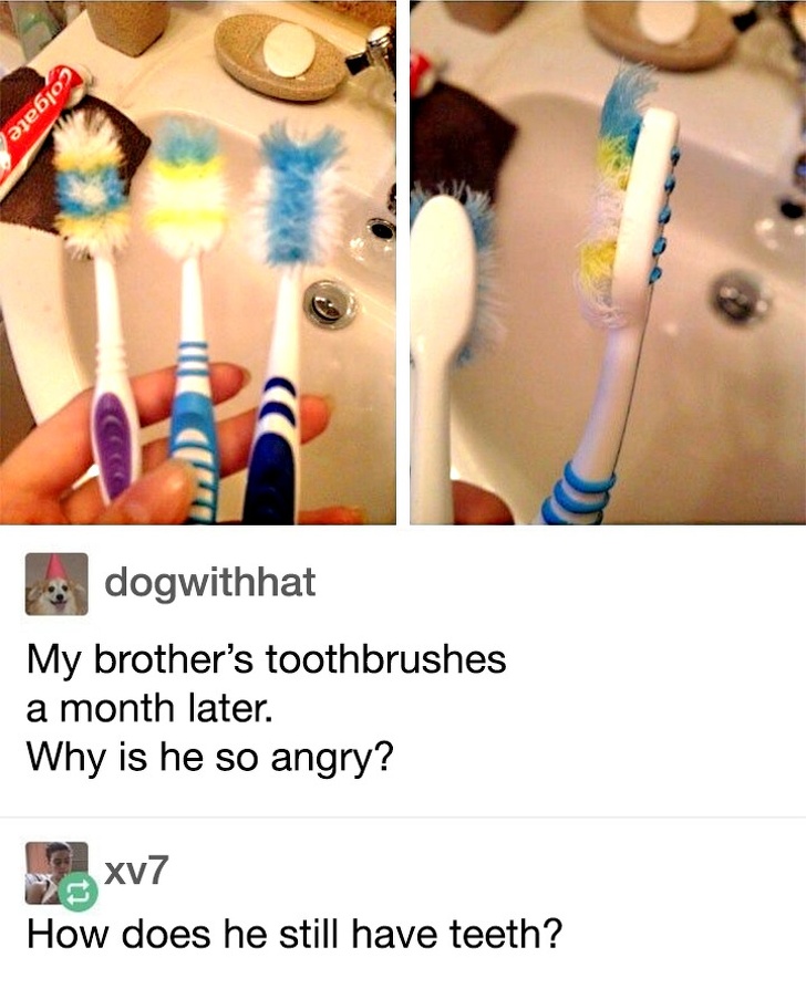 my brothers toothbrush - Colgate dogwithhat My brother's toothbrushes a month later. Why is he so angry? xv7 How does he still have teeth?