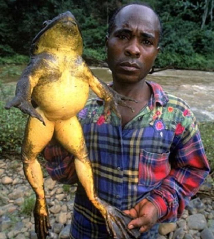 African version of Kermit