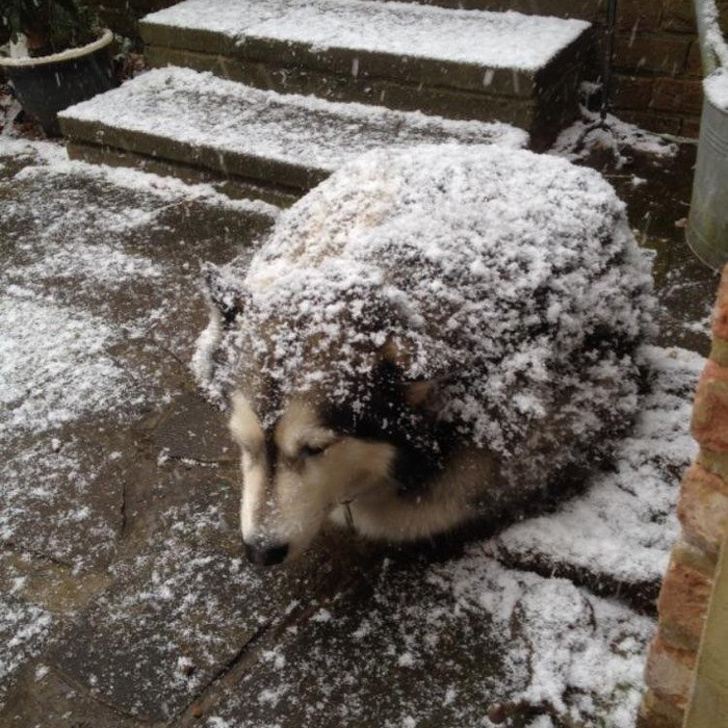 At first, this looks like a big hedgehog, not a dog.