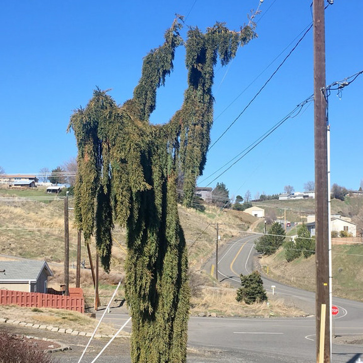 This tree looks as if a magician has frozen it solid while casting a spell.