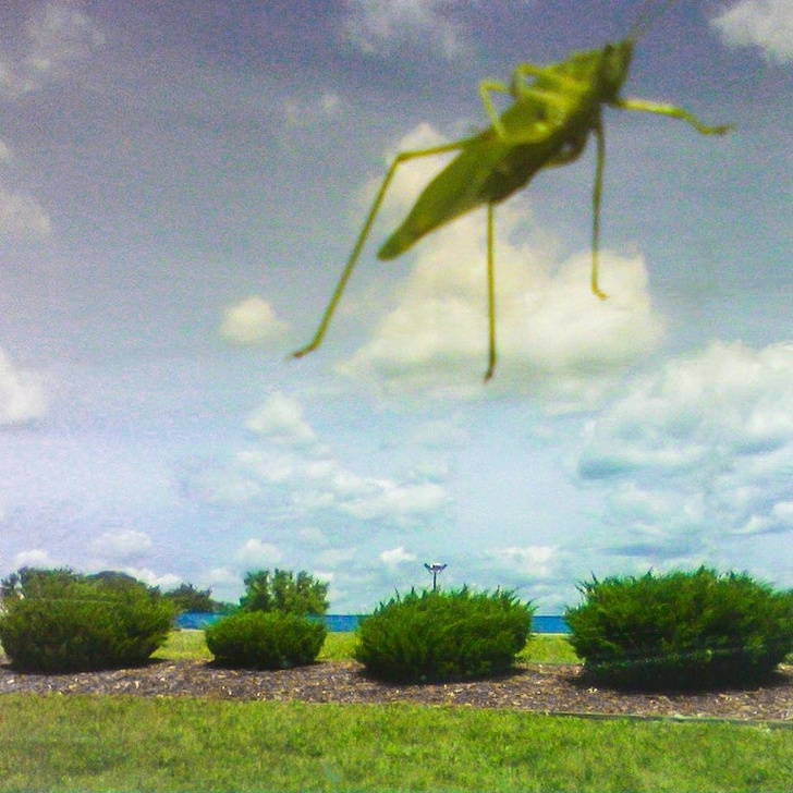 A grasshopper landed on the windshield and it looks as if giant insects decided to take over our planet.