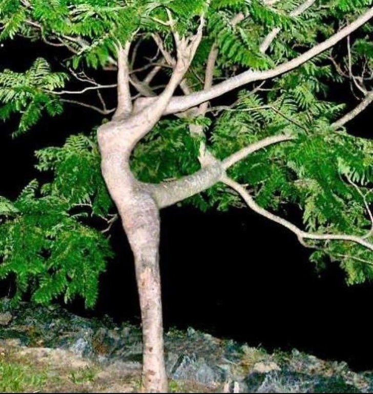 This tree looks like a ballerina froze during her dance.