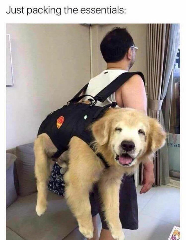 great doggo - Just packing the essentials