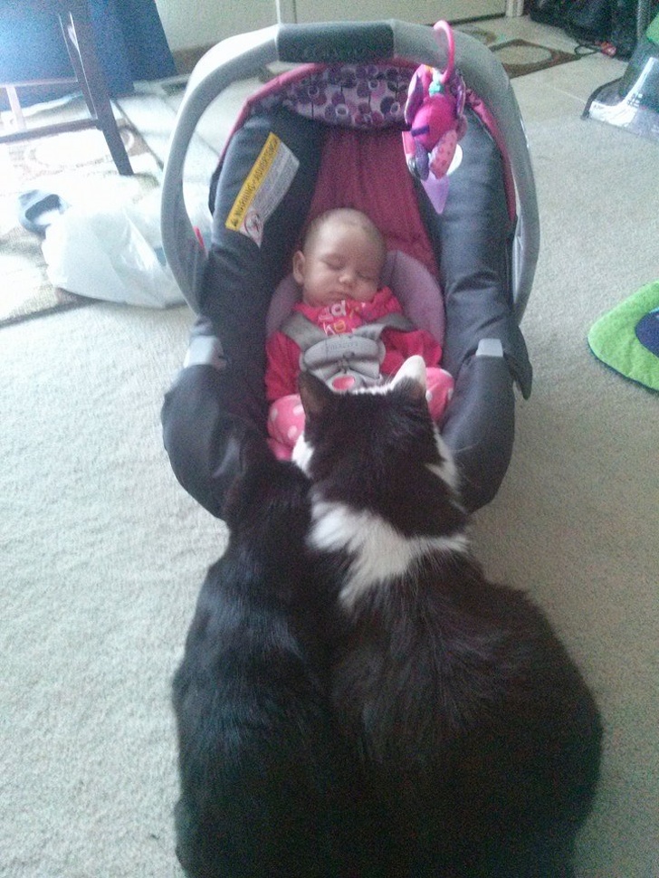 “Had my baby about 7 weeks ago and my cats (Lucky & Tom) look like they want to adopt her for themselves.”