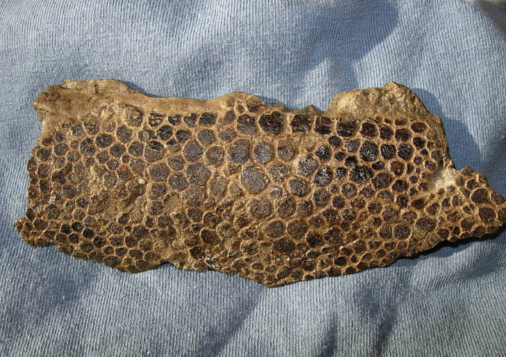 This petrified dinosaur skin was sold on eBay for $4,000 in 2008.