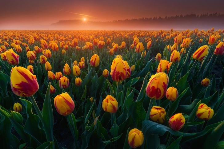 “Woke up at 5 AM to catch the tulips in the morning mist.”