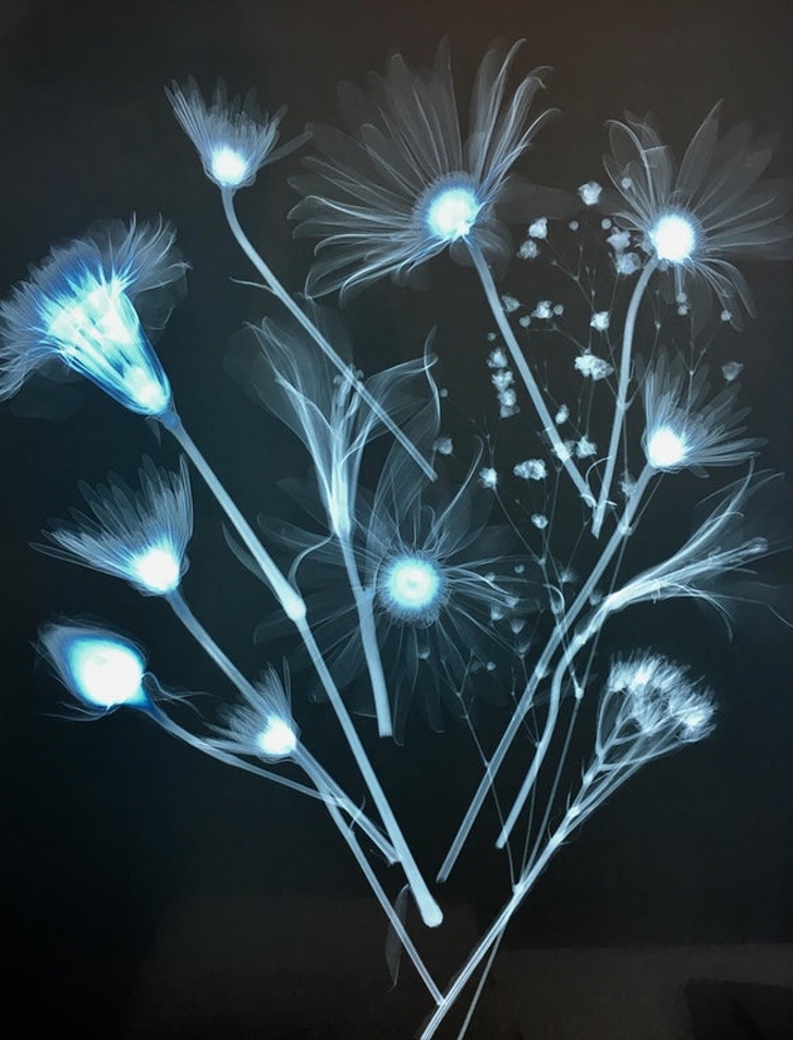 “My roommate is a radiology major and today he X-rayed flowers.”