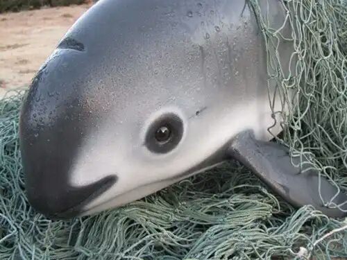 This animal is called a Vaquita, they live in the northern gulf of California, and there are only 12 of them left