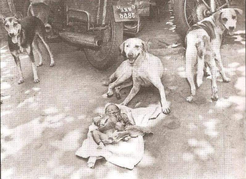 In 1996, a newborn baby girl was left in a garbage can near the city of Kolkata, India. Three friendly street dogs discovered and protected her for nearly two days, even attempting to feed the child before authorities were contacted and the young one was saved
