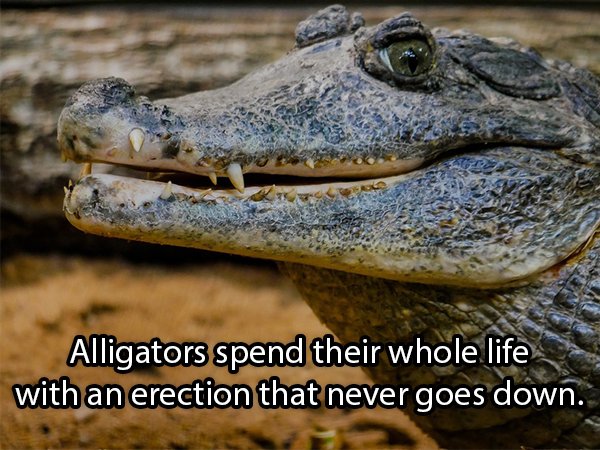 Alligators spend their whole life with an erection that never goes down.